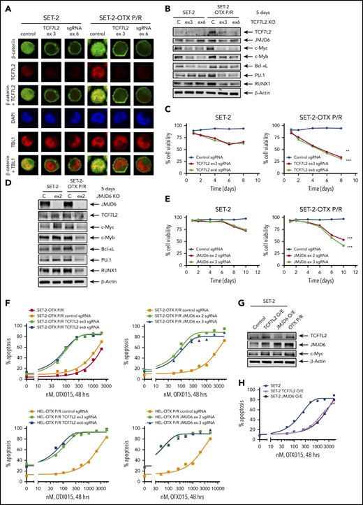 Knockout of TCF7L2 and JMJD6 depletes target gene expression, reduces cell viability, and resensitizes OTX-P/R cells to the lethal effects of BETi treatment. (A) SET-2 and SET-2-OTX P/R cells were transfected with negative control sgRNA or sgRNAs against TCF7L2 exon 3 or exon 6 and incubated for 5 days. Then, cells were cytospun onto glass slides and stained with anti-β-catenin, TCF7L2, or TBL1 antibodies. Nuclei were stained with 4′,6-diamidino-2-phenylindole (DAPI). Confocal microscopy analysis was performed (original magnification ×100). Representative images are shown for each condition. (B) Representative immunoblot analysis of SET-2 and SET-2-OTX P/R cells transfected with negative control sgRNA or sgRNAs against TCF7L2 and incubated for 5 days. The expression levels of β-actin in the cell lysates served as the loading control. KO, knockout. (C) SET-2 and SET-2-OTX P/R cells were transfected with negative control sgRNA or sgRNAs against TCF7L2. Following this, the percent cell viability was monitored over 8 days. **P < .01; ***P < .005 for cell viability values significantly less in SET-2-OTX P/R cells transfected with TCF7L2 sgRNA compared with SET-2 parental cells transfected with TCF7L2 sgRNA. (D) SET-2 and SET-2-OTX P/R cells were transfected with negative control sgRNA or sgRNA against JMJD6 and incubated for 5 days. Immunoblot analysis was conducted on the total cell lysates. The expression levels of β-actin in the cell lysates served as the loading control. (E) SET-2 and SET-2-OTX P/R cells were transfected with negative control sgRNA or sgRNAs against JMJD6. Following this, the percent cell viability was monitored over 10 days. Asterisks (***) indicate cell viability values significantly less (P < .005) in SET-2-OTX P/R cells transfected with JMJD6 sgRNA compared with SET-2 parental cells transfected with JMJD6 sgRNA. (F) SET-2-OTX P/R and HEL-OTX P/R cells were transfected with negative control sgRNA or TCF7L2 or JMJD6 sgRNAs and incubated for 3 days. Following this, cells were treated with the indicated concentrations of OTX015 for 48 hours. The percentage of annexin V–positive, apoptotic cells were determined by flow cytometry. (G) SET-2 cells were transfected with a vector for overexpression of TCF7L2 or JMJD6. The overexpression was confirmed by immunoblot analysis. The expression levels of β-actin in the cell lysates served as the loading control. (H) SET-2 cells were transfected with a vector for overexpression of TCF7L2 or JMJD6. Parental and TCF7L2 or JMJD6-overexpressing cells were treated with the indicated concentrations of OTX015 for 48 hours. Then, the percentage of annexin V–positive, apoptotic cells from each group was determined by flow cytometry.