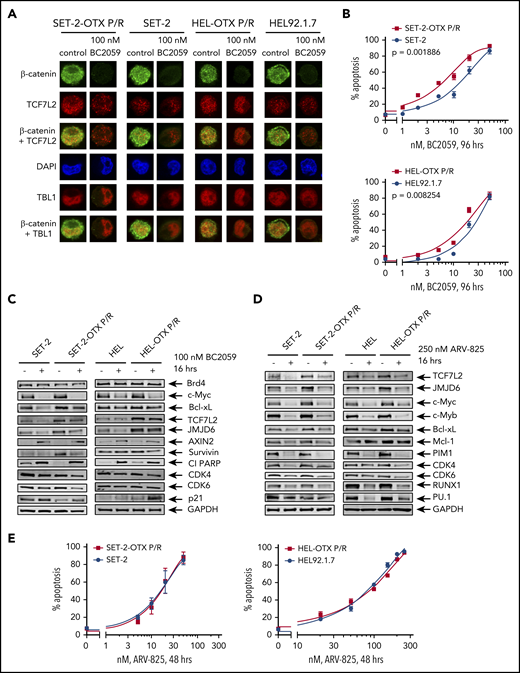 Compared with parental HEL and SET-2 cells, BETi-P/R cells exhibit greater nuclear expression of TCF7L2 and TBL1 and sensitivity to treatment with the β-catenin antagonist BC2059 or BET-PROTAC. (A) SET-2-OTX P/R, SET-2, HEL-OTX P/R, and HEL cells were treated with 100 nM BC2059 for 16 hours. Following this, cells were cytospun onto glass slides and stained with antibodies for confocal microscopy (original magnification ×100). Representative images are shown for each condition. (B) SET-2-OTX P/R, SET-2, HEL-OTX P/R, and HEL cells were treated with the indicated concentrations of BC2059 for 96 hours. At the end of treatment, the percentage of annexin V–positive, apoptotic cells were determined by flow cytometry. (C-D) Immunoblot analysis of SET-2, SET-2-OTX P/R, HEL, and HEL-OTX P/R cells treated with 100 nM BC2059 or 250 nM ARV-825 for 16 hours. (E) SET-2-OTX P/R, SET-2, HEL-OTX P/R, and HEL cells were treated with the indicated concentrations of ARV-825 for 48 hours. Following this, the percentage of annexin V–positive, apoptotic cells was determined by flow cytometry.