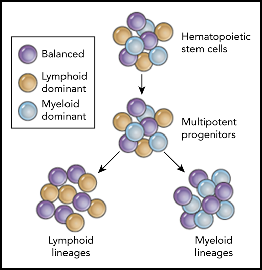 Predicted coexistence of balanced (purple), lymphoid-dominant (yellow), and myeloid-dominant (blue) human HSPCs based on clonal tracking data from patients after HSPC gene therapy.