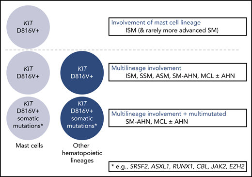 Genetic complexity among systemic mastocytosis subtypes. Clinical characteristics, morphology, and genetics should be seen as complementary tools for subtyping of SM. The presence of multilineage KIT and/or a multimutated molecular profile may contribute to a more advanced presentation of SM and/or disease evolution. For example, multilineage ISM is prone to progression to advanced SM, and prognosis may be equal or even worse than in MCL without multilineage involvement, additional somatic mutations, or C findings.