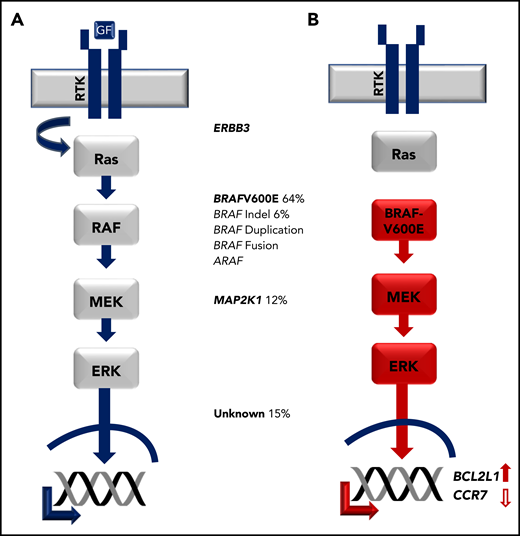Activating MAPK pathway mutations in LCH. (A) Physiologic MAPK signaling transduces extracellular signal through receptor tyrosine kinase (RTK), which activates RAS, then RAF, then MEK, then ERK proteins, which in turn regulate cell-specific nuclear targets and gene transcription programs. (B) Activating mutations in LCH such as BRAFV600E drive constitutive ERK activation and downstream transcriptional targets including increased transcription of BCL2L1 and decreased CCR7.