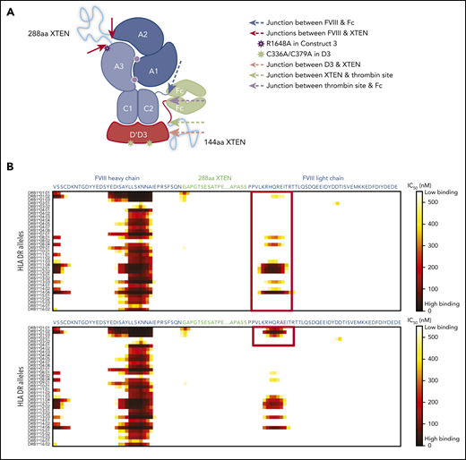 HLA DR allele binding analysis of novel mutations and junctions in construct 3 to identify potential neoepitopes. (A) Construct 3, rFVIIIFc-VWF-XTEN, contains an R1648A mutation in the FVIII chain, introduced to avoid cleavage at R1648 and prevent intracellular processing into heavy and light chains. In the D3 domain, amino acids Cys1099 and Cys1142 were mutated to Ala to prevent DʹD3 dimerization. (B,C) Amino acid binding predictions to various HLA DR alleles were evaluated with the NetMHCIIpan, version 3.0, method, as described previously.61 Binding predictions are depicted before (B; red box; top) and after (B; red box, bottom) mutating WT-R1648 into R1648A in construct 3. After deleting the 9 amino acid residues from the FVIII B-domain linker that captures R1648A (C; green box, top), and before (C; red box; top; green box, bottom) deleting the GAP residues at the FVIII-XTEN junction. GAP residues were from XhoI restriction enzyme site, originally introduced to allow XTEN insertion into FVIII during cloning. IC50, half-maximal inhibitory concentration.