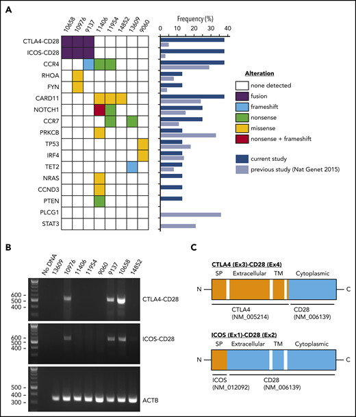 Genomic alterations in young ATLL cases. (A) Recurrent fusions and mutations identified in ATLL cases. The frequencies of each alteration are summarized in the middle panel comparing the current study with the previous study of 304 cases. (B) Validation of CTLA4-CD28 and ICOS-CD28 fusions by reverse transcription–polymerase chain reaction. (C) Schematic representations of CTLA4-CD28 and ICOS-CD28 fusions. C, C-terminal end; Ex, exon; ICOS, inducible costimulator; N, N-terminal end; SP, signal peptide; TM, transmembrane.