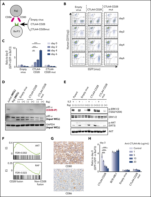 Functional analysis of CTLA4-CD28 fusion. (A) Cartoon depicting an assay in which Ba/F3 cells transduced with empty virus, virus expressing CTLA4-CD28, or virus expressing CTLA4-CD28 with a loss of function (CTLA4-CD28mut) were cocultured with irradiated Raji cells that express CD80 and CD86. (B) Representative results of Ba/F3-Raji assay without mouse IL-3. x-axis indicates enhanced green fluorescent protein (EGFP) as a marker of transduced Ba/F3 cells; y-axis indicates human CD19 expression marking Raji cells. Note that Ba/F3 cells expressing CTLA4-CD28 (GFP+hCD19−) but not Ba/F3 cells transduced with empty virus or CTLA4-CD28mut are present at days 4 and 6. (C) Normalized ratios of EGFP+ fractions in Ba/F3 to those on day 0. The differences were evaluated by 1-way analysis of variance with Bonferroni correction. *P < .05, **P < .01, ***P < .001. Data are presented as means plus or minus standard deviation (SD) from 4 independent experiments, with each performed in triplicate. (D) Western blotting of anti-CD28–immunoprecipitated (IP) samples and whole-cell lysate (WCL) from indicated cell lines. (E) Western blotting of Ba/F3 cells expressing CTLA4-CD28, CTLA4-CD28mut, or empty virus with or without IL3 and Raji cells. (F) GSEA plots of indicated gene sets in the analyzed ATLL cases with or without CD28 fusions. (G) Immunohistochemical features of case 10658 stained for CD80 and CD86. Upper panel shows the image of CD80 stain and lower panel represents that of CD86 stain; original magnification, ×400 for both panels. (H) Normalized ratios of green fluorescent protein–positive (GFP+) Ba/F3 fractions compared with day 0 in the presence of Raji cells and increasing doses of anti-CTLA4 antibody. Data are presented as means plus or minus SD from 4 independent experiments, with each performed in triplicate. The differences were evaluated by 1-way analysis of variance with Bonferroni correction. ***P < .001. Ab, antibody; ES, enrichment score; FDR, false discovery rate; GAPDH, glyceraldehyde-3-phosphate dehydrogenase; p-AKT, phosphorylated AKT; p-ERK, phosphorylated ERK.