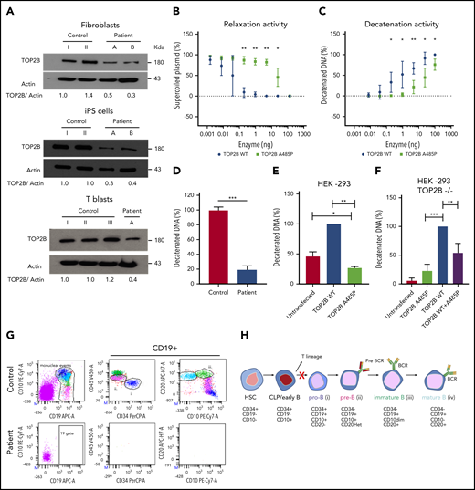 Mutation A485P reduces expression and activity of the TOP2B protein and impairs early B-cell development. (A) Western blots showing expression of the TOP2B protein in primary dermal fibroblasts, induced pluripotent stem cells (iPS cells) dedifferentiated from dermal fibroblasts, and T-cell blasts derived from peripheral blood mononuclear cells. Patients: A is III.1 in family A; B is IV.1 in family B. Fold change of band densitometry is shown. (B) Relaxation of negatively supercoiled DNA by the purified recombinant TOP2BWT and TOP2BA485P proteins. (C) Decatenation of kinetoplast DNA by the purified recombinant TOP2BWT and TOP2BA485P proteins. (D) Decatenation of kinetoplast DNA by nuclear extracts from T-cell blasts. (E-F) Decatenation of kinetoplast DNA by nuclear extracts from wild-type HEK-293 cells (E) or TOP2B-knockout HEK-293 cell (F), untransfected or transfected with plasmids encoding TOP2BWT and TOP2BA485P. P values were calculated using 2-tailed (E) and 1-tailed (F) paired t tests. Graphs show averages ± SD. *P < .05; **P < .01; ***P < .001. (G) Bone marrow immunophenotyping of the BILU patient and a healthy unrelated control individual showing pro-B (i), pre-B (ii), immature B (iii), and mature B (iv) cells. (H) B-cell development stages; red X shows defect in the BILU patients. CLP, common lymphoid progenitor; HSC, hematopoietic stem cell.