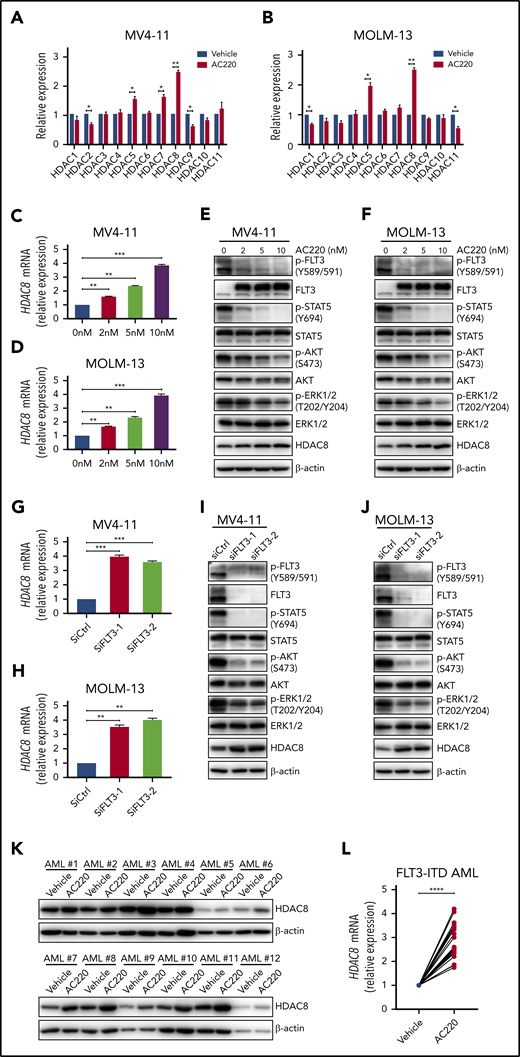 FLT3 inhibition induces HDAC8 upregulation. MV4-11 cells (A) and MOLM-13 cells (B) were treated with AC220 (5 nM) for 24 hours. The transcription of 11 HDACs was analyzed by quantitative real-time polymerase chain reaction (PCR). MV4-11 cells (C) and MOLM-13 cells (D) were treated with different concentrations of AC220 for 24 hours. The transcription of HDAC8 was analyzed by quantitative real-time PCR. MV4-11 cells (E) and MOLM-13 cells (F) were treated with different concentrations of AC220 for 24 hours and then subjected to western blot to detect the indicated proteins. MV4-11 cells (G) and MOLM-13 cells (H) cells were transfected with FLT3 siRNA (siFLT3-1 and siFLT3-2) and control siRNA (siCtrl). The transcription of HDAC8 was analyzed by quantitative real-time PCR. MV4-11 cells (I) and MOLM-13 cells (J) were transfected with FLT3 siRNA and control siRNA and then subjected to western blot to detect the indicated proteins. (K) Primary AML blasts from 12 FLT3-ITD+ AML patients were treated with AC220 (20 nM) for 24 hours and then analyzed by immunoblot for HDAC8. (L) Primary AML blasts from 12 FLT3-ITD+ AML patients were treated with AC220 (20 nM) for 24 hours. The transcription of HDAC8 was analyzed by quantitative real-time PCR. Data are mean ± standard error of the mean. *P < .05, **P < .01, ***P < .001, ****P < .0001.
