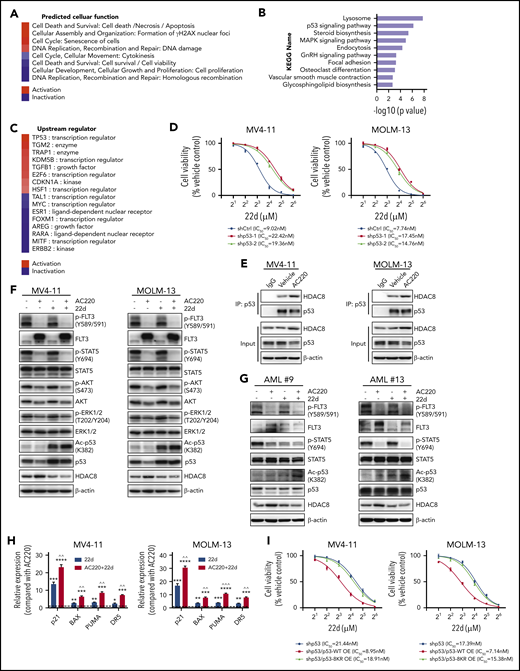 HDAC8 inhibits p53 activity to promote leukemia maintenance and TKI resistance. (A-C) MV4-11 cells were treated with dimethyl sulfoxide or 22d (10 μM) for 18 hours and then subjected to RNA-sequencing analysis. Differentially expressed genes were identified (P < .001). (A) Cellular functions were predicted on the basis of the overlap of differentially expressed genes with Ingenuity Pathway Analysis (IPA), ranked based on the calculated Z score. Red represents predicted activation, and blue represents predicted inhibition of the respective cellular function category in 22d vs vehicle condition. (B) Kyoto Encyclopedia of Genes and Genomes pathway enrichment analysis of differentially expressed genes. (C) Activation and inhibition of upstream regulators predicted with IPA. The upstream regulators were ranked based on Z score. Red represents predicted activation, and blue represents predicted inhibition of the upstream regulator. (D) p53 shRNA (shp53-1 and shp53-2) or control shRNA (shCtrl) was expressed in MV4-11 and MOLM-13 cells. Viability of cells exposed to different concentrations of 22d for 48 hours was analyzed by a Cell Counting Kit-8 (CCK-8) assay. (E) MV4-11 and MOLM-13 cells were treated with vehicle or AC220 (5 nM) for 24 hours. Protein lysates were immunoprecipitated with p53 antibody and then immunoblotted for HDAC8 and p53. (F) MV4-11 and MOLM-13 cells were treated with AC220 (5 nM), 22d (10 μM), or both for 24 hours and then subjected to western blot to detect the indicated proteins. (G) Primary FLT3-ITD+ AML blasts were treated with AC220 (20 nM), 22d (10 μM), or both for 24 hours and then subjected to western blot to detect the indicated proteins. (H) MV4-11 and MOLM-13 cells were treated with AC220 (5 nM), 22d (10 μM), or both for 24 hours. The relative expression of the indicated p53 target genes was analyzed and compared with AC220 treatment alone. (I) MV4-11 and MOLM-13 cells with p53 knockdown were transduced with vectors expressing WT p53 (p53-WT) or acetylation defect mutant p53 (a p53 mutant with 8 potential acetylation sites mutated; p53-8KR). Viability of cells exposed to 22d for 48 hours was analyzed using a CCK-8 assay. Data are mean ± standard error of the mean. **P < .01, ***P < .001, ****P < .0001 vs AC220; ^^P < .01, ^^^P < .001 vs 22d. IC50, half maximum inhibitory concentraton; OE, overexpression.