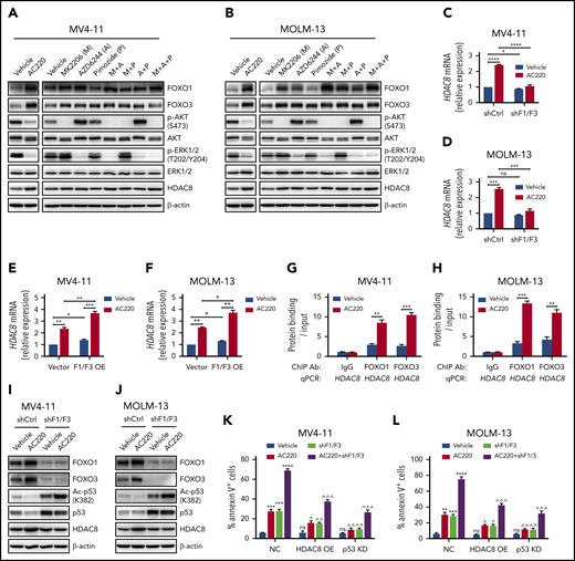 FOXOs induce HDAC8 transcription upon FLT3 inhibitor treatment. MV4-11 (A) and MOLM-13 (B) cells were treated with different inhibitors individually or in combination, as indicated, for 24 hours. Expression of the indicated proteins was analyzed with western blot. MV4-11 (C) and MOLM-13 (D) cells were transduced with vectors expressing control shRNA (shCtrl) or FOXO1 shRNA plus FOXO3 shRNA (shF1/F3). Doxycycline was added to induce shRNA expression for 48 hours. Then cells were treated with vehicle (dimethyl sulfoxide) or AC220 (5 nM) for another 24 hours. HDAC8 transcription was analyzed with quantitative real-time polymerase chain reaction (PCR). ns, P > .05, *P < .05, *** P < .001, ****P < .0001. MV4-11 (E) and MOLM-13 (F) cells, transduced with empty vectors (Vector) or FOXO1 plus FOXO3 expressing vectors (F1/F3 OE), were treated with AC220 (5 nM) for 24 hours. HDAC8 transcription was analyzed with quantitative real-time PCR. *P < .05, **P < .01, ***P < .001. Chromatin immunoprecipitation–quantitative PCR analysis of FOXO1 and FOXO3 binding to HDAC8 promoter in MV4-11 (G) and MOLM-13 (H) cells treated with vehicle or AC220 (5 nM). **P < .01, ***P < .001. MV4-11 (I) and MOLM-13 (J) cells, transduced with shCtrl or shF1/F3, were treated with vehicle or AC220 (5 nM) for 24 hours and subjected to western blot to detect the indicated proteins. shCtrl or shF1/F3 transduced MV4-11 (K) and MOLM-13 (L) cells (NC) were transduced with vectors expressing HDAC8 (HDAC8 OE) or p53 shRNA (p53 KD). Doxycycline was added to induce shRNA expression for 48 hours and then cells were treated with vehicle (dimethyl sulfoxide) or AC220 (5 nM) for another 24 hours. The apoptosis of cells was analyzed with annexin V/propidium iodide labeling. **P < .01, ***P < .001, ****P < .0001 vs vehicle;  ^P < .05,  ^^P < .01,  ^^^P < .001 vs NC. Data are mean ± standard error of the mean. ns, not significant (P > .05). KD, knockdown; NC, negative control; OE, overexpression.