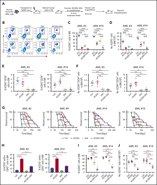 HDAC8 inhibition enhances elimination of FLT3-ITD+ AML in vivo in combination with TKIs. (A) T-cell–depleted primary human FLT3-ITD+ AML cells were injected into sublethally irradiated (250 cGy) NOG mice (2 × 106 cells per mouse). After engraftment was confirmed, mice were treated for 4 weeks with vehicle (control), AC220 (10 mg/kg per day, by mouth), 22d (100 mg/kg per day, intraperitoneally), or AC220 + 22d (n = 20 per group). Engraftment of human cells was analyzed by flow cytometry. Survival analysis and secondary transplantation were also performed. (B) Representative results for CD45 and CD33 expression from AML #3 and AML #14. Percentage (C) and number (D) of human CD45+ cells from AML #3 and AML #14 in the bone marrow (BM) of treated mice. Percentage (E) and number (F) of human CD45+CD34+ cells from AML #3 and AML #14 in the BM of treated mice. (G) The survival of mice transplanted with 4 different samples was displayed respectively (n = 10 per group). (H) Percentage of CD34+ cells within the human CD45+ population from AML #3 and AML #14. Percentage (I) and number (J) of human CD45+ cells (AML #3 and AML #14) in the BM of secondary recipient mice at 12 weeks. Data are mean ± standard error of the mean. *P < .05, **P < .01, ***P < .001, ****P < .0001.