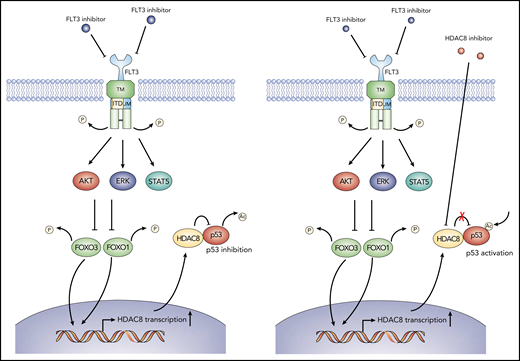 Schematic model showing the action of mechanism of combined FLT3 and HDAC8 inhibition. When FLT3-ITD+ AML cells are exposed to FLT3 inhibitors, FOXO1 and FOXO3 are activated following the downregulation of FLT3 signaling and downstream AKT and ERK signaling (left panel). Activated FOXO1 and FOXO3 bind to HDAC8 promoter and induce its transcription, which, in turn, associates with and inhibits the antitumor activity of p53 via deacetylation, thus promoting the maintenance and TKI resistance of FLT3-ITD+ AML. Combining HDAC8 inhibitors with FLT3 inhibitors abrogates the inhibitory effect of HDAC8 on p53 and increases p53 acetylation, thus significantly enhancing the elimination of FLT3-ITD+ AML (right panel).