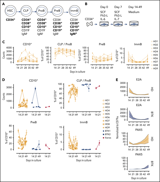 Developmental dynamic of BM-derived CD34+ in B-cell differentiating condition. (A) Early B-lymphocyte development with stage-characteristic surface markers. In bold are the markers used to identify distinct populations in vitro. ImmB: immature IgM+ B cells; PreB: pre-B-cells; ProB: pro-B-cells. (B) Scheme of the experimental setup. Magnetically isolated CD34+ cells from BM aspirates were expanded in the presence of SCF, Flt3-L, and IL-6, then in presence of SCF, Flt3-L, and IL-7. From day 14 to 49, cells were cultivated in cytokine-free medium and developing common lymphoid progenitors (CLP), as well as pro-, pre-, and immature B cells were analyzed weekly by flow cytometry. (C) Distribution of B-cell subpopulations over time in culture: Live CD10+ cells counts and within the CD10+ population percentages (%) of CLP and pro-B-cells (CLP/ProB), of pre-B-cells (PreB) and of immature B-cells (ImmB) between day 14 and 49 of culture in healthy donors (HDs). Each symbol shows a different HD represented as mean and standard error of mean of 4 to 10 technical replicates at each timepoint. (D) Outcome of in vitro development of BTK-deficient (BTK1, BTK2) and IKZF1-deficient (Ikaros) CD34+ cells. Live CD10+ cell counts, and within the CD10+ population percentages (%) of CLP and pro-B-cells (CLP/ProB), of pre-B-cells (PreB), and of immature B-cells (ImmB) at days 14, 21, and 49. Four to 10 replicates were analyzed at each timepoint for each patient and HD. Each symbol represents a patient; mean and standard error of mean are depicted. (E) Expression of transcription factors driving B-cell specification (E2A) and commitment (PAX5) in relation to CD79a expression, evaluated by quantitative polymerase chain reaction. Mean (line) and standard error of mean (shadow) of 2 BTK patients (blue) and 7 HDs (yellow).