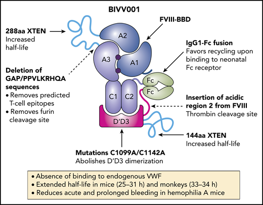 Engineering of a new therapeutic FVIII chimera BIVV001. BIVV001, or rFVIIIFc-VWF-XTEN, results from the fusion of BDD-FVIII with the D′D3 region of VWF, the Fc fragment of human IgG1 and 2 XTEN polypeptides. The engineered molecule lacks the capacity to bind endogenous VWF and has a prolonged half-life. To achieve this, several modifications were implemented: (1) 2 mutations in C1099A and C1142A were introduced in the D′D3 domain of VWF to prevent its dimerization; (2) fusion of the VWF propeptide D1D2 to the D′D3 domain to secure D′D3 optimal folding and to increase its affinity for FVIII (not depicted on the figure); (3) insertion of a 288-amino-acid (aa)-long XTEN between the A2 and A3 domains of FVIII and of a 144-aa-long XTEN between D′D3 and Fc domains to extend the half-life of FVIII; (4) insertion of the FVIII a2 thrombin site to allow optimal FVIII dissociation from D′D3 at the time of activation by thrombin; (5) removal of 3 aa residues (GAP) from the FVIII/XTEN junction and of 9 aa (PPVLKRHQR) from the N-terminal end of the FVIII B domain linker to (i) eliminate predicted major histocompatibility complex II–binding T-cell epitopes and (ii) remove the furin cleavage site between the heavy and light chains of FVIII to ensure its production as a single polypeptide; (6) expression of the FVIII-XTEN-Fc portion as a first chain and of the D′D3-XTEN-Fc portion as a second chain, both held together by disulfide bonds in the Fc region. The goal here is to stabilize the binding of the D′D3 domain to FVIII, to prevent binding of FVIII to the endogenous VWF, and to allow binding of the chimeric molecule to the FcRn. Binding to the FcRn prevents the complex from lysosomal degradation and fosters recycling toward the circulation. BIVV001 is secreted as a single-chain FVIII rather than as a heterodimer. It has a prolonged half-life, is hemostatically functional, and corrects bleeding time in hemophilia A mice.