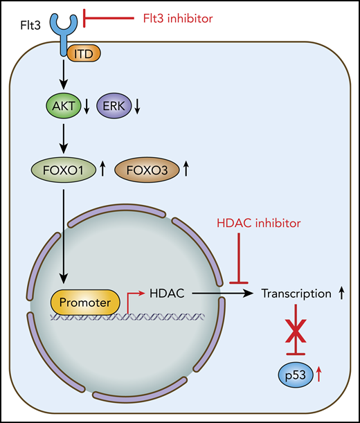 Schematic of the effects of Flt3 inhibition in FLT3-ITD+ AML leading to resistance to Flt3 inhibitors, as well as the effects of dual inhibition with Flt3 and HDAC inhibitors. Dual inhibition leads to an increase of acetylated p53 and improved eradication of FLT3-ITD+ AML cells.
