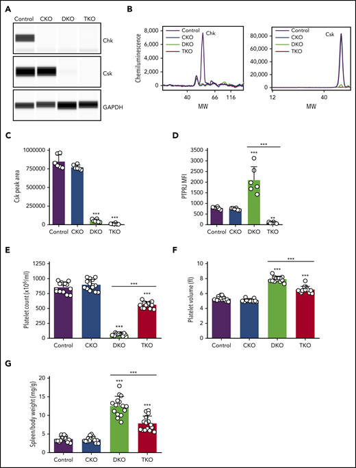 Severe macrothrombocytopenia in DKO mice is partially rescued in TKO mice. (A) Representative blots of capillary-based immunoassays on platelet lysates with the indicated antibodies. (B) Representative data from panel A displayed as electropherograms. (C) Quantification of peak areas of Csk signal from (A-B), n = 6 mice/genotype. (D) Median fluorescence intensity (MFI) measured in αIIb+ cells costained for PTPRJ in blood, n = 6 mice/genotype. (E) Platelet counts, n = 14 mice/genotype. (F) Platelet volumes, n = 14 mice/genotype. (G) Spleen/body weight ratio, n = 15 mice/genotype. Chk−/− (CKO), Chk−/−;Cskfl/fl;Pf4-Cre+ (DKO), Chk−/−;Cskfl/fl;Ptprjfl/fl;Pf4-Cre+ (TKO). *Significant difference compared with control, or significant difference between DKO and TKO. **P < .01, ***P < .001, 1-way ANOVA with Sidak test; mean ± SD. MW, molecular weight.