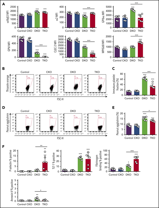 Reduced expression of (hemi-)ITAM-containing receptors, elevated immature platelet fraction and platelet activation markers in DKO and TKO mice. (A) Median fluorescence intensity (MFI) measured in αIIbβ3+ cells or αIIb+ cells costained for the indicated proteins in blood, n = 6 mice/genotype. (B) Representative image of reticulated platelet population as measured by flow cytometry. αIIb+ platelets in whole blood were gated and the percentage of reticulated platelets was determined in gate P1 (in red), in dot plot diagram forward scatter (FSC) vs RNA dye (Thiazole Orange). (C) Percentage of reticulated platelets as determined in panel B. (D) Representative image of desialylated platelet population. αIIb+ platelets in whole blood were gated and the percentage of desialylated platelets was determined in gate P1 (red), in dot plot diagram FSC vs peanut agglutinin lectin. (E) Percentage of desialylated platelets as determined in panel D. (F) Percentage of P-selectin+αIIb+, TLT-1+αIIb+, fibrinogen+αIIb+, or Annexin V+αIIb+ cells in blood as determined by flow cytometry, n = 6 mice/genotype. *P < .05, **P < .01, ***P < .001, 1-way ANOVA with Sidak test; mean ± SD.