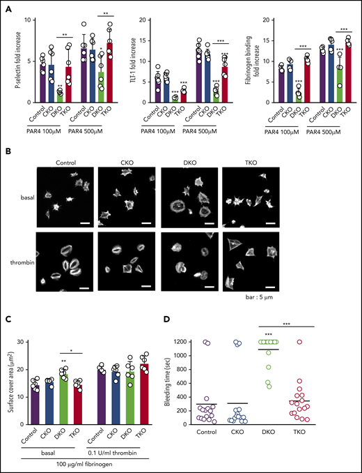 Defective platelet activation and hemostasis in DKO mice is restored in TKO mice. (A) Anti-P-selectin-FITC, anti-triggering receptor expressed on myeloid cells-like transcript 1 (TLT-1)-FITC and fibrinogen-488 binding to washed platelets (2 × 107/mL) following stimulation with or without PAR4 peptide (AYPGKF) (100 μM or 500 μM, 20 minutes, room temperature) was measured by flow cytometry. The fold increase of the MFI relative to the corresponding unstimulated platelets was calculated, n = 5-7 mice/genotype. (B) Representative phalloidin-stained images of resting (basal) and thrombin-stimulated (0.1 U/mL, 5 minutes) platelets spread on fibrinogen-coated cover-slips (100 μg/mL, 45 minutes, 37°C, scale bar: 5 μm). (C) Mean surface area of individual platelets quantified by KNIME software, n = 6 mice/genotype (200 to 450 platelets/condition). (D) Hemostatic response was measured in saline tail bleeding assay by an excision of a 3-mm portion of the tail tip followed by immersion of the tail in 0.9% isotonic saline at 37°C. Plotted is the time to complete arrest of bleeding. Experiments were conducted in a double-blinded manner, n = 16 mice/genotype. *P < .05, **P < .01, ***P < .001, 1-way ANOVA with Sidak test; mean ± SD.