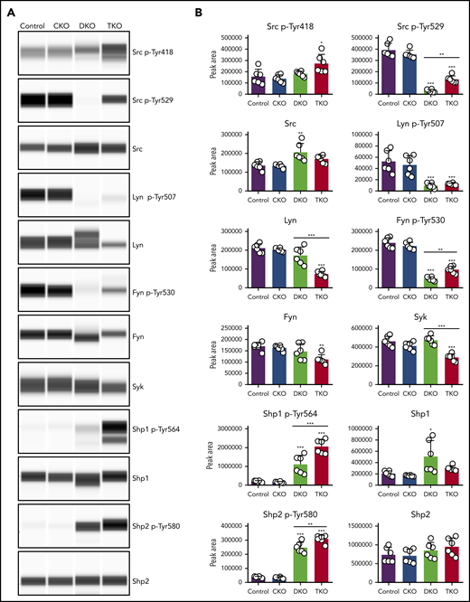 Partial rescue of Src and Fyn inhibitory tyrosine phosphorylation in TKO platelets. (A) Representative blots of capillary-based immunoassays on lysates of resting platelets with the indicated antibodies. (B) Quantification of peak areas, n = 6 mice/genotype. *P < .05, **P < .01, ***P < .001, 1-way ANOVA with Sidak test; mean ± SD.