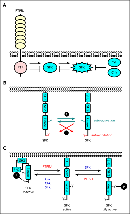 Revised model of regulation of SFKs in the megakaryocyte lineage. (A) SFK activity is tightly regulated by the coordinated action of the tyrosine kinases Csk and Chk, the receptor-type tyrosine phosphatase PTPRJ, and SFKs themselves. Csk and Chk negatively regulate SFK activity, whereas PTPRJ and SFKs are dual positive and negative regulators of SFKs. (B) SFKs autoregulate their catalytic activity through the trans-phosphorylation of conserved tyrosine residues in the activation loop and C-terminal tail. (C) An equilibrium of different states of SFKs is established in resting and activated platelets through the interplay of these tyrosine kinases and phosphatase, as indicated. This is dependent on the concentrations, proximity, and catalytic activities of these enzymes.