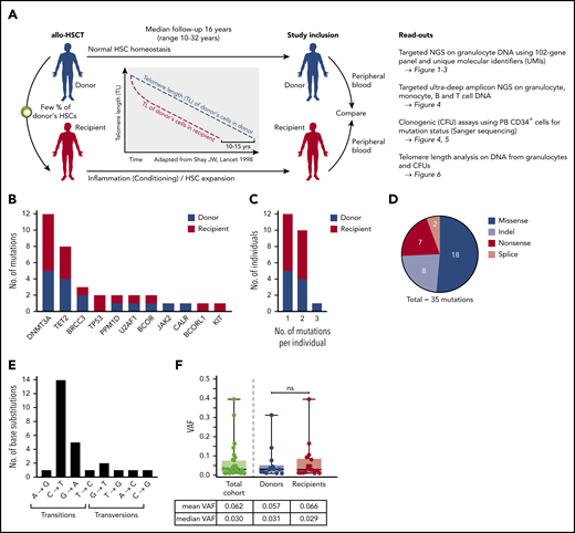 Characteristics of somatic mutations found in allo-HSCT cohort. (A) Schematic outline depicting study design and analyses performed. (B) Spectrum of somatic mutations found in donors and recipients of allo-HSCT. (C) Number of individuals with 1, 2, or 3 mutations. (D) Type of mutations. (E) Distribution of types of base pair changes for single-nucleotide variants. (F) VAFs in the total cohort and in donors and recipients, respectively. Mann-Whitney test was used to calculate statistical significance (ns, nonsignificant).