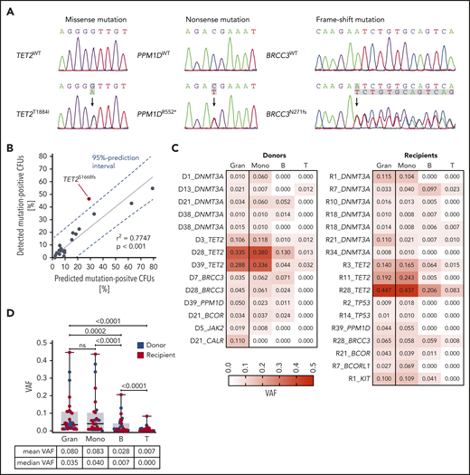 Quantitative representation of CH clones at different levels of the hematopoietic hierarchy. (A) Sanger sequencing electropherograms exemplifying detection of missense, nonsense, and frameshift mutations in individual CFUs from PB CD34+ cells. (B) Correlation between the percentage of detected mutation-positive CFUs by Sanger and the percentage of predicted mutation-positive CFUs based on VAFs. (C) VAFs in granulocytes, monocytes, B cells, and T cells in donors and recipients shown as a heatmap. (D) VAFs in granulocytes, monocytes, B cells, and T cells in donors and recipients (box and whisker plot). Wilcoxon matched-pairs signed rank test was used to calculate statistical significance.