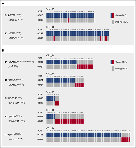 Clonal architecture in individuals carrying >1 CH mutation. (A) Mutations in individual CFUs demonstrating cases of CH with subclonality. (B) Mutations in individual CFUs indicating cases of CH with independent clones. n = 95 single CFUs per individual affected by CH were analyzed for the presence of mutations by Sanger sequencing. Only mutated CFUs are depicted.