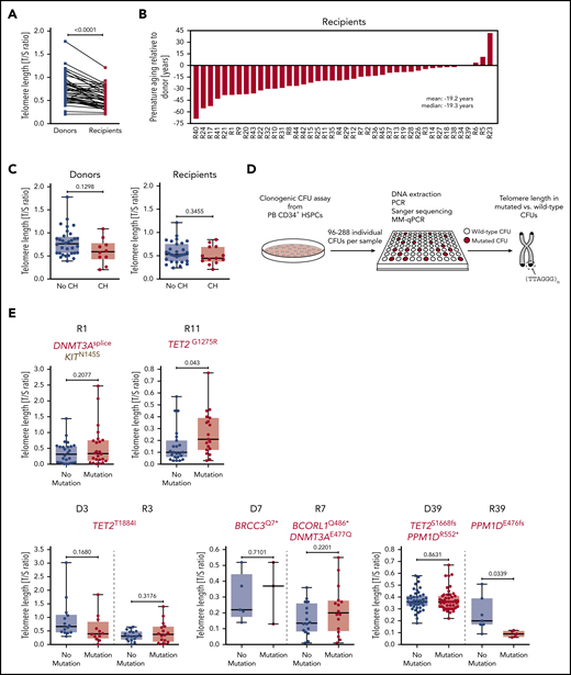 Telomere length in study participants and individual CFUs from CH carriers. (A) Telomere length in donors and recipients, respectively, as measured by MM-qPCR and depicted as T/S ratio. (B) Telomere length difference between individual donor-recipient pairs translated into years of premature ageing. (C) Telomere length in individuals with or without CH based on donor or recipient status. (D) Schematic outline demonstrating experimental workflow for identification of wild-type and mutated CFUs by Sanger sequencing followed by telomere length measurement using MM-qPCR. (E) Telomere length in individual wild-type or CH mutation–positive CFUs (single individuals affected by CH, upper panel; donor-recipient pairs with mutations in both donor and recipient, lower panel). Mann-Whitney test was used to calculate statistical significance.