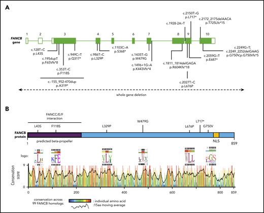 Schematic of FANCB gene and protein with identified variants. (A) Schematic of FANCB gene with intron-exon organization, complementary DNA coordinates, and the predicted amino acid changes for each identified variant. One IFAR family with a duplication c.-155_952-470dup (p.A319*) has been reported earlier,20 and the duplicated region is shown as a solid line. Two variants from published reports, F118S21 and L717*,8 are indicated, because their functional status was evaluated in this study. The WGDs extending beyond FANCB are indicated by a dotted line with arrows at the end. For the splice junction variant in intron 7, c.1496+1G>A, the predicted protein change is based on RNA analysis, whereas lack of RNA prevented identifying the consequences for the protein of the intron 8 variant, c.1928-2A>T. (B) Schematic of FANCB protein indicating location of missense variants. The predicted structural motifs, β-propeller, and nuclear localization signal (NLS) are shown. The conservation score plot of FANCB across 99 vertebrate homologs is shown below. For each amino acid that is altered in an individual with FA, the sequence logo derived from 99 FANCB vertebrate homologs is shown for the affected and the adjacent amino acids. The consensus sequence and the human WT FANCB sequence are above and below the logo, respectively. The location of the nonsense variant p.L717* is also shown.