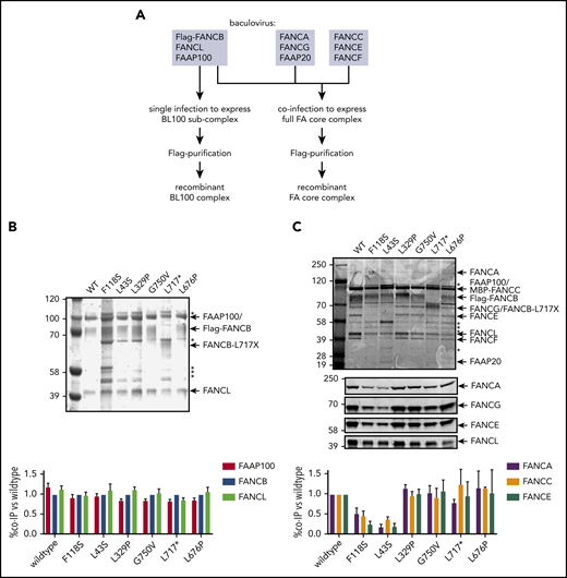 N-terminal FANCB variants affect FA core complex assembly. (A) Schematic for protein purifications of human FANCB complexes purified from baculovirus infected insect cells. (B) Coomassie blue–stained sodium dodecyl sulfate–polyacrylamide gel electrophoresis gel of affinity-purified FANCB-FANCL-FAAP100 (BL100) complex and bar graph (n = 2 experiments) indicating relative molar amount of FANCL and FAAP100 copurified with WT of variant Flag-FANCB protein as bait. (C) As in panel B but using full FA core complex. Western blots for FANCA, FANCG, FANCE, and FANCL are shown to identify individual Coomassie-stained bands. Asterisks represent contaminant proteins that bind to Flag-affinity resin.