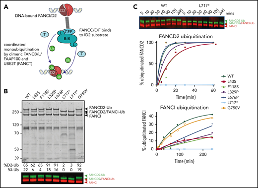 Effect of FANCB variants on ubiquitination activity of the FA core complex. (A) Schematic of in vitro ubiquitination reaction. (B) Results of an example monoubiquitination assay; Coomassie-stained sodium dodecyl sulfate–polyacrylamide gel electrophoresis gel to compare WT BL100 with BL100 with FANCB variants in 90-minute ubiquitination reaction. Western blotting of FANCD2 and FANCI reveals the extent of ubiquitinated protein, calculated from western blots using anti-StrepII-Fancd2 (green) or anti-Flag-FancI (red) (FANCI). Two different preparations of L717* complex are shown. (C) Example of time course experiment comparing monoubiquitination activity of WT and L717*-FANCB containing reactions by western blot (above) or quantified ubiquitinated forms of FANCD2 and FANCI. Similar results were obtained from n = 4 experiments.