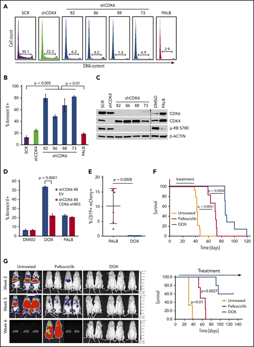 Effect of CDK6 silencing on apoptosis and leukemogenesis of BV173 cells. BV173 cells were transduced with scramble (SCR), CDK4, or CDK6 (82, 86, 88, 73) shRNA vectors and selected with puromycin or treated with palbociclib (2 µM). (A) Cell cycle analysis by propidium iodide staining of shRNA-transduced or palbociclib-treated cells. (B) Apoptosis detected by Annexin V staining after 7 days of puromycin or palbociclib treatment. (C) Representative immunoblot for CDK4/6 and phospho-RB expression. (D) Apoptosis detected by Annexin V staining of BV173 cells transduced with TET-ON shCDK6-88 and treated with DOX (1 µg/mL) or palbociclib (1 µM) for 7 days. (E) Leukemia load (peripheral blood flow cytometry analysis of CD19+mCherry+ cells performed 2 weeks after treatment cessation) of NSG mice injected with BV173 TET-ON shCDK6-88 cells and left untreated or treated with DOX (2 g/L in the drinking water) or palbociclib chow for 4 weeks starting 7 days post–cell injection. (F) Kaplan-Meier survival plot of NSG mice injected with BV173 TET-ON shCDK6-88 and left untreated or treated with DOX (2 g/L in the drinking water) or palbociclib chow for 4 weeks starting 7 days post–cell injection. (G) Serial bioluminescence images (left) and survival (right) of NSG mice injected with shCDK6-BV173-Luc cells and treated continuously with DOX in the drinking water or palbociclib chow.