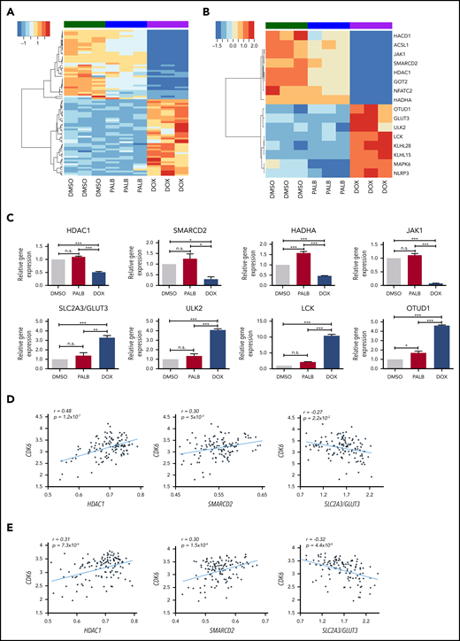 Gene subset regulated by CDK6 silencing not by kinase inhibition in BV173 cells. (A) Heatmap of 80 genes selectively regulated by CDK6 silencing compared with palbociclib treatment in Ph+ BV173 cells. (B) Heatmap of 16 genes selectively downregulated or upregulated by CDK6 silencing. (C) Quantitative polymerase chain reaction analysis of selected genes differentially regulated by CDK6 silencing but not palbociclib treatment in Ph+ BV173 cells. Data represent mean ± standard deviation of 3 independent experiments. Statistical analysis: one-way analysis of variance with Bonferroni’s correction. *P < .05, **P < .01, ***P < .001. Plots of the correlation between the expression of CDK6 and HDAC1, CDK6 and SMARCD2, and CDK6 and SLC2A3/GLUT3 in a panel of 122 Ph+ ALL samples (GSE13159; MILE) (D) and Ph– B-ALL samples (GSE13159;MILE) (E). n.s., not significant.