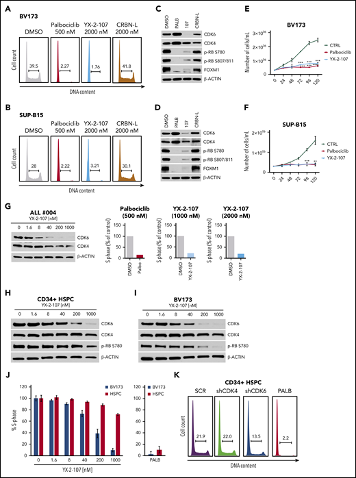 Effects of PROTAC YX-2-107 in Ph+ ALL cells and normal hematopoietic progenitors. Cell cycle analysis of BV173 cells (A) and SUP-B15 cells (B) after 48 hours of treatment with the indicated drug concentrations. Immunoblot of BV173 cells (C) and SUP-B15 cells (D) showing the expression of CDK6, CDK4, FOXM1, and phospho-RB after 72 hours of treatment with the indicated drug concentrations. Cell counts (Trypan blue staining) (mean ± standard deviation; 3 independent experiments) of palbociclib-treated and PROTAC YX-2-107–treated (1 µM added each day) BV173 (E) or SUP-B15 (F) cells. (G) Immunoblot for CDK4/CDK6 expression (left) and number of S-phase cells (represented as the percentage of drug-treated vs untreated cells taken as 100) (right) in YX-2-107–treated Ph+ ALL cells (sample #004). (H-J) Immunoblot for CDK4/CDK6 expression and percentage of S-phase cells in YX-2-107–treated normal hematopoietic progenitors and BV173 cells. (K) Cell cycle profile of CD34+ hematopoietic stem and progenitor cells (HSPC) transduced with anti-CDK4 or anti-CDK6 shRNA and selected with puromycin for 48 hours or treated with palbociclib (500 nM; 24 hours).