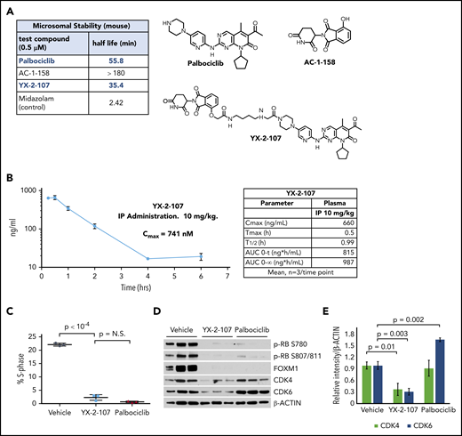 PROTAC YX-2-107 metabolic stability and its biological activity in a mouse xenograft of Ph+ ALL. (A) Half-life of YX-2-107, palbociclib, and E3 ligase–recruiting molecules incubated in mouse liver microsomes. (B) Time course of plasma concentration of YX-2-107 injected intraperitoneally at 10 mg/kg into C57BL/6j mice and its PK property (left). Cell cycle analysis by propidium iodide staining (C) and immunoblot for phospho-RB, FOXM1, CDK4, and CDK6 (D), with densitometry of CDK4 and CDK6 expression (E) of bone marrow leukemic cells (>90% CD19+CD10+ by flow cytometry), from NSG mice injected with Ph+ ALL cells and treated (3 mice/group) with palbociclib or YX-2-107 at 150 mg/kg per day for 3 consecutive days when peripheral blood leukemic cells were 50%. Bone marrow leukemic cells were purified 24 hours after the cessation of drug treatment. N.S., not significant.