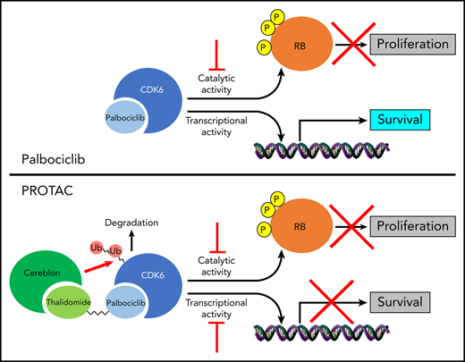 Inhibition of CDK6 activity with the kinase inhibitor palbociclib inhibits proliferation of Ph+ ALL cells, but does not interfere with the functions of CDK6 as a transcriptional regulator. In contrast, targeted degradation of CDK6 with a bifunctional PROTAC degrader removes both catalytic and transcriptional CDK6 functions. RB, retinoblastoma tumor suppressor, Ub, ubiquitin. See the visual abstract in the online version of the article by De Dominici et al that begins on page 1560.