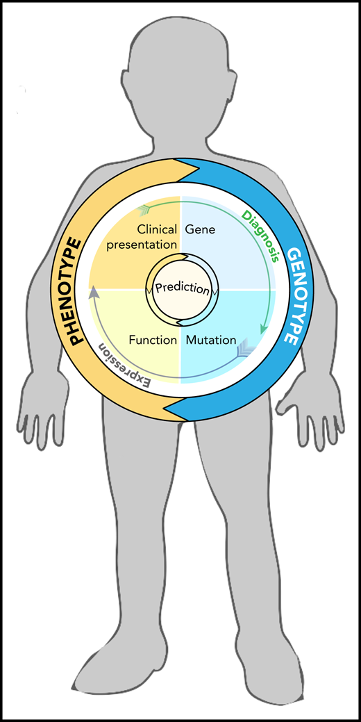 Homunculus with features of Fanconi anemia (short stature, small head, and missing thumb), containing a circle graph that illustrates factors involved in genotype-phenotype relationship and the interdependence of mutation, gene expression, and diagnosis in the process of prediction making (illustrated by arrows).