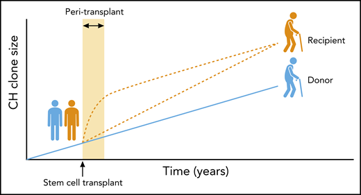 Boettcher et al report that in sibling allogeneic blood stem cell transplants, donor-derived CH expands more significantly in the recipient (orange lines) than it does in the donor (blue line), when assessed many years posttransplantation. The precise timing of the additional clonal expansion in the recipient remains unknown. One possibility is that mutant stem cells gain a transient growth advantage early after transplantation and in the context of a prevailing inflammatory environment, with growth rate reducing thereafter (upper orange line). Such behaviour has been reported in mouse models of CH. Alternatively, the recipient might continue to offer a slightly more favourable environment for the expansion of CH during and after the peri-transplant period, resulting in a persistently higher clonal growth rate (lower orange line). It is also possible that both of these alternatives operate at different times and to different extents to produce the eventual clone size observed. Future studies employing more subjects and multiple time points will be required to determine which of these scenarios prevails and the relevance to clinical outcomes. Professional illustration by Patrick Lane, ScEYEnce Studios.