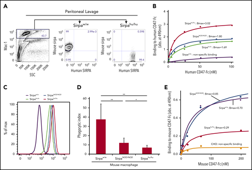 Sirpahu/humacrophages bind human CD47 more strongly than do SirpaNOD/NODmacrophages, and they also recognize mouse CD47. (A) Representative flow cytometric plots of peritoneal lavage in B6-SirpaW/W and B6-Sirpahu/hu mice. Mac-1+ peritoneal macrophages from B6-Sirpahu/hu mice express human SIRPA but not mouse SIRPA. (B) Results of dose-dependent binding assays of human CD47-Fc fusion protein to B6-SirpaW/W, B6-SirpaNOD/NOD, B6-Sirpahu/W, and B6-Sirpahu/hu mouse macrophages. Sirpahu/hu macrophages had the strongest binding affinity for human CD47 (Bmax, 3.02 ± 0.19), and Sirpahu/W or SirpaNOD/NOD macrophages had intermediate levels of affinity (Bmax, 1.69 ± 0.23 and 1.80 ± 0.06, respectively), whereas SirpaW/W macrophages did not bind to human CD47. (C) Flow cytometric analysis of macrophage binding to human CD47-Fc fusion. (D) Phagocytosis of opsonized human Lin−CD34+CD38− HSCs by mouse macrophages. The phagocytic index was calculated as the number of engulfed human cells per 100 macrophages. Data are mean ± standard deviation. (E) Dose-dependent binding of mouse CD47-Fc to macrophages. Sirpahu/hu macrophages had moderate binding affinity for mouse CD47 (Bmax, 0.29 ± 0.02). Chinese hamster ovary (CHO) cells that did not express mouse or human SIRPA were used as a negative control. *P < .05, **P < .01. SSC, side scatter.