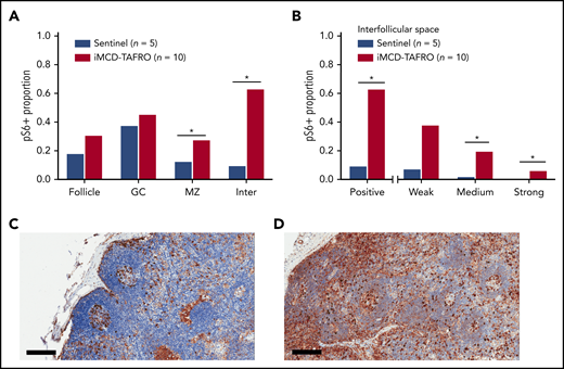 pS6 staining in lymph node tissue. (A) Stained pS6 area proportion at different lymph node structures for the first cohort of iMCD-TAFRO patients (cohort 1, n = 10) compared with a control group of sentinel lymph nodes (n = 5). Statistical significance, denoted by an asterisk, was calculated using 2-compositional analysis of the centrometric log-rate transformation of the proportions. There were significant increases in pS6 staining in the mantle zone (P = .038) and interfollicular space (P = 3.3 × 10−4), and nonsignificant increases for the entire follicle (P = .050) and germinal center (P = .19). (B) Comparison of various staining intensity proportions of the interfollicular space for cohort 1 and the control group. The results indicate that the iMCD-TAFRO cases had significantly higher medium (P = 3 × 10−4) and strong (P = 6 × 10−4) staining. (C-D) Representative images of pS6 (brown) staining for a sentinel lymph node (C) and an iMCD-TAFRO lymph node (D). Hematoxylin counterstain provides a blue nuclear stain to assess cell and tissue morphology. Scale bars, 200 µm. *P < .05, **P < .01. GC, germinal center; Inter, interfollicular space; MZ, mantle zone.