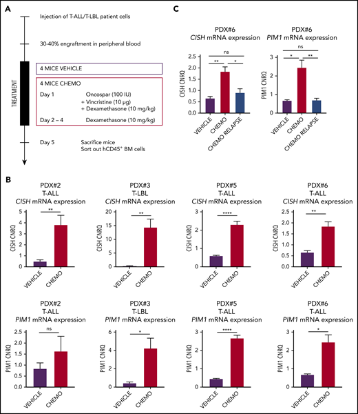 Chemotherapy-resistant blasts are characterized by high PIM1 expression. (A) In vivo chemotherapeutic (Chemo) treatment schedule. Four mice per group per PDX were treated via intraperitoneal injection and euthanized on day 5. Leukemic blasts (hCD45+ cells) were sorted from bone marrow, after which RNA was isolated. (B) RT-qPCR for CISH and PIM1 on residual blasts in the bone marrow after in vivo chemotherapy treatment. (C) RT-qPCR for CISH and PIM1 on bone marrow samples from nontreated (vehicle) mice, mice that were treated for 1 week with the chemotherapy schedule from panel A (chemo), and mice that relapsed after chemotherapy treatment (chemo relapse). *P < .05; **P < .01; ****P < .0001.