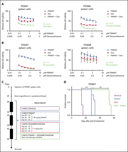 PIM447-glucocorticoid combination therapy is synergistic in IL7-responsive T-ALL/T-LBL. (A) Ex vivo combination treatment with PIM447 and dexamethasone (Dex) of IL7-responsive PDX spleen cells. Fifty thousand cells were treated per condition for 72 hours in 10% RPMI supplemented with 10 ng/mL IL7, 50 ng/mL SCF, 20 ng/mL FLT3, and 100 ng/mL IL2, in duplicate. ATP content was measured by means of a CellTiter-Glo viability assay. Combination indexes (CI) were calculated with CalcuSyn software. (B) Ex vivo combination treatment with PIM447 and dexamethasone of IL7-nonresponsive PDX spleen cells. The same conditions were used as per panel A. (C) In vivo combination treatment schedule with PIM447 and dexamethasone. Five mice per group were treated with either vehicle, or 80 mg/kg PIM447 via oral gavage, or 5 mg/kg dexamethasone via intraperitoneal injection, or the combination of PIM447 with dexamethasone. The frequency of treatment was once daily for 5 days followed by 2 days off. Mice were monitored and euthanized when weight dropped by >20%, or leukemic blasts in the peripheral blood reached 90%, or when mice developed leukemia-associated morbidity (ruffled fur, heavy breathing, slow to respond). (D) Survival curve for in vivo treatment of PDX#1 with PIM447 and dexamethasone. **P < .01.