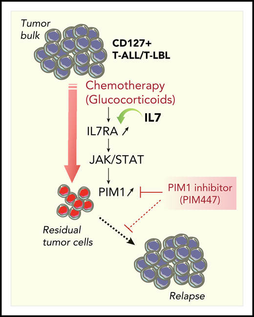 Synthetic lethality approach to killing residual tumor cells in CD127+ T-ALL/T-LBL. Glucocorticoids efficiently reduce the tumor burden and induce acute in vivo PIM1 expression in residual tumor cells through the cell-non-autonomous activation of the IL7RA/JAK-STAT signaling pathway. Combination therapy with the PIM inhibitor PIM447 allows for a synergistic antileukemic effect on residual tumor cells.