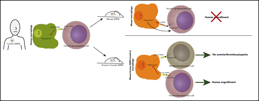 Knock-in of human SIRPA into immunodeficient C57BL/6 recombination activating genes 1/2 (Rag1/2null), interleukin-2 (IL-2) receptor common γ chain subunit (IL2rgnull) strain (BRGS) leads to enhanced human engraftment without inducing anemia/thrombocytopenia.