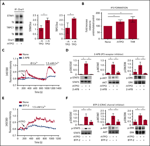 TPO-evoked calcium signals depend on SOCE mechanism. (A) Western blot analysis of STIM1 and TRPC1 coimmunoprecipitated with Orai1 after 10 minutes of stimulation with rhTPO (100 ng/mL). Band densitometry analysis of 4 independent experiments is shown (P < .05). (B) Enzyme-linked immunosorbent assay of IP3 formation in Mks after 10 minutes of stimulation with rhTPO (100 ng/mL). Thrombin stimulation (1 U/mL) was used as positive control (n = 7 independent experiments per condition; P < .05). (C) Representative analysis of Ca2+ flows in Mks after 10 minutes of stimulation with rhTPO (100 ng/mL), in the presence (blue line) or not (red line) of the IP3 receptor inhibitor 2-APB, in absence of extracellular Ca2+ (Ø Ca2+) and after addition of physiological extracellular Ca2+ concentration (1.5 mM). (D) Western blot analysis of p-STAT5, p-AKT, and p-ERK1/2 after 10 minutes stimulation with rhTPO (100 ng/mL) in the presence or not of the IP3 receptor inhibitor 2-APB. Total STAT5, AKT, and ERK1/2 were stained to ensure the equal loading. The band densitometry analysis of 3 independent experiments is shown (P < .05). (E) Representative analysis of Ca2+ flows in Mks after 10 minutes of stimulation with rhTPO (100 ng/mL), in the presence (blue line) or not (red line) of the SOCE inhibitor BTP-2 (20 μM), in physiological extracellular Ca2+ concentration (1.5 mM). (F) Western blot analysis of p-STAT5, p-AKT, and p-ERK1/2 after 10 minutes of stimulation with rhTPO (100 ng/mL) in the presence or not of BTP-2 (20 μM). Total STAT5, AKT, and ERK1/2 were stained to ensure equal loading. The band densitometry analysis of 3 independent experiments is shown (P < .05).