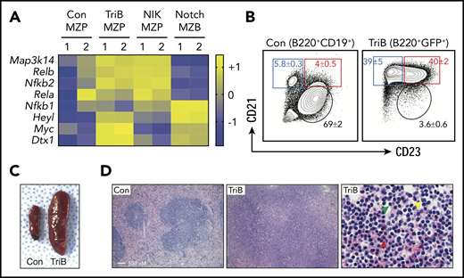Concurrent activation of NF-κB and Notch signaling induces splenomegaly and marginal zone expansion. (A) Heatmap of RNA-seq–based gene expression results (n = 2 biological replicates for each genotype) showing upregulation of NF-κB pathway genes Map3k14, Relb, and Nfkb2 in MZP B cells from NIK and TriB mice and upregulation of Notch signaling components Heyl, Myc, and Dtx1 in MZB cells from Notch mice and MZPs from TriB mice. Comparison with protein levels in Figure 3A. (B) FACS diagrams gated on B220+CD19+ B cells (left) or B220+GFP+ B cells (right) demonstrating a marked increase in MZPs (red rectangle) and MZBs (blue rectangle) in TriB relative to normal mice used as controls (Con; n = 10 in both groups). MZBs (CD21+CD23−/dim) and MZPs (CD21+CD23+) are distinguished by level of CD23 expression. Table 1 provides additional data. (C) Photographic image depicting the difference in spleen size of age-matched 4-month-old Con and TriB mice. (D) Hematoxylin and eosin–stained tissue sections of spleens obtained from a 4-month-old Con mouse (left) and a TriB mouse (center and right). Original magnification, ×100 (left and center) and ×500 (right). Green, yellow, and red arrows denote small lymphocytes, scattered large transformed cells, and plasma cells, respectively.