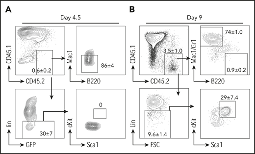 B-myeloid conversion is through dedifferentiation. Representative flow contour diagrams of donor MZPs on day 4.5 (A) and day 9 (B) after cell transfer. Most donor CD45.2+ cells (upper left) converted to myeloid marker–negative or Lin− cells, but by day 9, a small yet clearly discernable number of donor B cells had undergone dedifferentiation to an immature Lin− cell type (lower left) exhibiting HSPC immunophenotype cKit+Sca1+Lin− (lower right; n = 4).