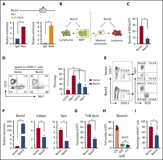 Overexpression of Bach2 suppresses the growth of MZPs, transformed lymphoma and leukemia cells, and B-myeloid conversion. (A) Scheme of 5′ Bach2 locus including exon 1 and the upstream regulatory region. Predicted binding sites of Notch pathway component MYC and NF-κB/RelB are indicated with short colored dashes below the scheme. Column diagrams show ChIP-qPCR data demonstrating binding of Myc and RelB to the Bach2 locus in TriB spleen B cells. (B) Outlines of Bach2 overexpression experiments. (C) Enforced expression of Bach2 inhibits growth of TriB MZPs. Cells were retrovirally transfected with Bach2 expression vector (white column) or empty vector used as control (black), fractionated by flow sorting, and cocultured with OP9 stromal cells in the presence of SCF, Flt3l, interleukin-7 (IL-7), and IL-4 (10 ng/mL each). The experiment was performed in 3 biological replicates. The cell numbers were calculated by total cell numbers × 45.2% (to exclude cocultured stromal cells; data not shown). (D) Experiment was performed as described in panel C, except the MZP/OP9 coculture was supplemented with SCF, Flt3L, and IL-3 (10 ng/mL each). Flow cytometry revealed the Bach2-dependent shift from Mac1+ myeloid cells to CD19+ B cells. (E) Experiment was performed as described in panel C except instead of coculturing in vitro, cells were transferred to lethally irradiated and BM-rescued CD45.1 recipient mice (n = 4). (F) qPCR analysis of Bach2, Cebpα, and Spic expression in TriB MZPs cocultured with OP9 cells. MZPs overexpressing Bach2 (white) are compared with MZPs containing normal levels of Bach2 (vector, black; n = 3). (G) Growth inhibition of flow-sorted TriB lymphoma cells containing elevated levels of Bach2. Cells were retrovirally transduced with Bach2 or empty vector and cocultured with OP9 stromal cells in the presence of SCF, Flt3l, IL-7, and IL-4 (10 ng/mL each). Cell numbers were calculated by multiplying the total cell numbers × CD45.2 percentage (n = 3). (H) Sorted inducible Bach2-transduced converted leukemia cells (Bswitch) were cultured in RPMI with 15% fetal bovine serum (FBS) in the presence of SCF, Flt3L, and IL3 (10 ng/ml each) with or without 4-OHT and cells were counted 3 days later (n = 3). (I) BrdU (3 hours, 10 μM, in vitro) incorporation assay indicating suppressed proliferative activity of Bach2-expressing converted leukemia cells (n = 3). *P < .05, **P < .01.