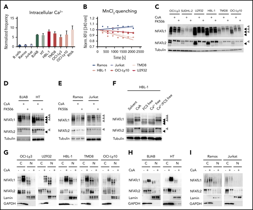 Calcium-mediated NFAT activation is deregulated in DLBCL cell lines. (A) Intracellular calcium levels of splenic primary mouse B cells or of the indicated cell lines measured by flow cytometry. Frequencies of positive cells were normalized to the control cell line Ramos. (B) To measure the permeability of cation channels at the plasma membrane, MnCl2 was added to the medium and Fura-2 quenching was assessed by flow cytometry over time. Fura-2 excitation was normalized to the fluorescence of each individual cell line before MnCl2 was added. Immunoblot analysis of (C) ABC DLBCL, (D) GCB DLBCL, or the (E) control cell lines Ramos and Jurkat, which were either treated with solvent, 600 nM CsA, or 600 nM FK506 for 4 hours to assess the phosphorylation status of NFATc1 and NFATc2. Tubulin served as loading control. (F) To investigate the importance of extracellular calcium, HBL-1 cells were kept for 4 hours in calcium-free and/or in fetal calf serum-free medium as indicated and analyzed for NFATc1/2 phosphorylation status by immunoblotting. Subcellular localization of NFATc1/2 in cytoplasmic and nuclear fractions of (G) solvent- or CsA-treated ABC DLBCL, (H) GCB DLBCL, or (I) control cell lines. Lamin A/C and GAPDH served as markers for N or C fractions, respectively. Data in panels A-E and G-I are representative of at least 3 independent experiments, in panel F of 2 independent experiments. (C-E) Black arrowheads mark hypophosphorylated and hence activated NFAT isoforms, whereas gray arrowheads indicate the hyperphosphorylated forms of the transcription factors. C, cytoplasmic; N, nuclear.