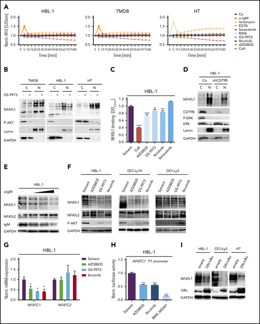 NFAT dephosphorylation and nuclear translocation are not driven by BCR signaling. (A) Measurement of intracellular calcium levels in the presence of either agonistic anti-IgM antibodies, the ionophore ionomycin, the Ca2+ chelator EGTA, the Src kinase inhibitor saracatinib, the SYK inhibitors GS-9973 and R406, the BTK inhibitor ibrutinib, or the PI3K inhibitor AZD8835. The intensity of the calcium sensor Calbryte 520 was measured over time by flow cytometry. (B) Cytoplasmic and nuclear fractions of DLBCL cell lines treated with solvent or the SYK inhibitor GS-9973 for 4 hours. NFATc1 localization was visualized by immunoblotting. P-AKT was used to control the efficacy of SYK inhibition in the ABC DLBCL cell lines TMD8 and HBL-1. Lamin A/C and GAPDH served as nuclear and cytoplasmic markers, respectively. (C) HBL-1 cells were treated with either solvent or the indicated inhibitors for 4 hours before quantification of NFATc1 binding to its consensus nucleotide sequence by TransAM assay. (D) Localization of NFATc1 in control or CD79B-silenced HBL-1 cells visualized by immunoblot analysis. (E) HBL-1 cells were transfected with scrambled or with increasing amounts of small interfering RNA targeting IgM. NFATc1/2 expression was analyzed by immunoblotting. (F) The ABC DLBCL cell lines were treated with solvent or the indicated inhibitors for 24 hours, before NFATc1/2 levels were measured by immunoblotting. (G) HBL-1 cells were treated with inhibitors targeting PI3K, SYK, or BTK and NFATc1/2 mRNA levels were quantified by qPCR. All samples were normalized to the solvent control. (H) The NFATc1 P1 luciferase-based reporter construct was transfected into HBL-1 cells, which were subsequently treated with inhibitors targeting PI3K, BTK, or IKK for 24 hours. Luciferase signals were normalized to the DMSO-treated sample. (I) The ABC DLBCL cell lines HBL-1 and OCI-Ly3 as well as the GCB cell line HT were lentivirally transduced with a DN-IκBα expression construct and NFATc1 levels were visualized by immunoblotting. (A-I) Data are representative of at least 3 independent experiments. Error bars correspond to the mean ± SD. Statistical significance was calculated using Student t test (*P < .05, **P < .01, ***P < .001). GAPDH, glyceraldehyde-3-phosphate dehydrogenase; qPCR, quantitative polymerase chain reaction.