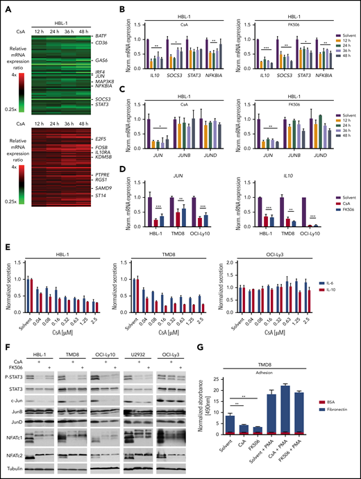 NFAT controls the expression of IL-6, IL-10, and c-Jun. (A) Heatmaps of differentially expressed genes in HBL-1 treated for 12, 24, 36, and 48 hours with CsA compared with the solvent control. Gene expression changes are depicted according to the color scale. (B,C) HBL-1 cells were treated with solvent, CsA, or FK506; mRNA levels of the indicated genes were quantified by qPCR analysis. (D) JUN and IL10 mRNA expression were measured by qPCR in the indicated ABC DLBCL cell lines. (E) IL-6 and IL-10 protein levels were quantified in the medium of solvent- or CsA-treated ABC DLBCL cell lines by ELISA and normalized to the DMSO control. (F) The indicated ABC DLBCL cell lines were treated for 48 hours with solvent, CsA or FK506 and cell lysates were analyzed by western blotting. (G) TMD8 cells were treated with solvent or the calcineurin inhibitors for 48 hours and part of the cells were incubated with PMA for 6 hours subsequently. Adhesion to BSA- or fibronectin-coated plates was measured by an MTS assay. Adhesion was normalized to solvent-treated cells bound to BSA-coated plates. (A-G) Data are representative of at least 3 independent experiments. Error bars correspond to the mean ± SD. Statistical significance was calculated using Student t test (*P < .05, **P < .01, ***P < .001). PMA, phorbol 12-myristate 13-acetate.