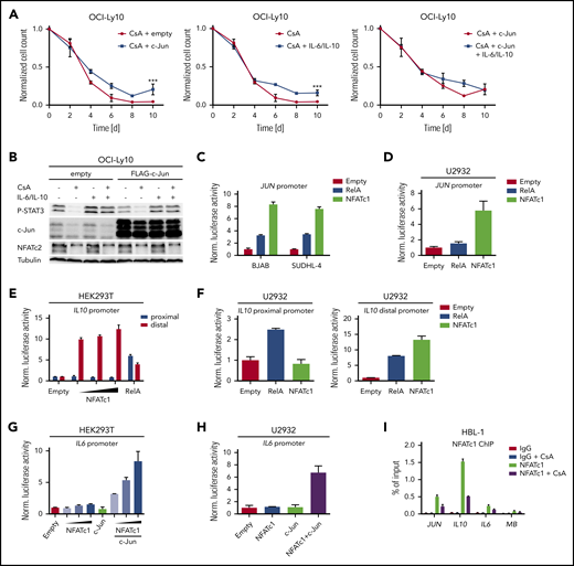 IL6, IL10, and JUN expression is directly regulated by NFAT. (A) c-Jun overexpressing or control OCI-Ly10 cells were treated every second day with CsA and/or IL-6/IL-10 as indicated. Treated cells were counted and normalized to the solvent controls. (B) OCI-Ly10 cells, which had been transduced with either a c-Jun or an empty expression vector, were treated for 48 hours with solvent, CsA, and/or IL-6/IL-10 as indicated. P-STAT3 and c-Jun protein levels were assessed by immunoblotting. A JUN reporter construct was cotransfected with either empty vector control, RelA, or NFATc1/αA in the indicated (C) GCB DLBCL cell lines or (D) in U2932. Luciferase activity was measured (C) 48 or (D) 36 hours after transfection and normalized to the empty vector control. (E,G) HEK293T cells were transfected with IL-6 or IL-10 reporter constructs in combination with RelA, c-Jun, and NFATc1/αA as indicated. Luciferase activity was measured 24 hours after transfection and normalized to the empty vector control. (F,H) The ABC DLBCL cell line U2932 was electroporated with either a proximal/distal IL10 or an IL6 reporter construct. Expression vectors containing RelA, NFATc1/αA, or c-Jun were cotransfected as indicated. Thirty-six hours after transfection, luciferase activity was quantified and normalized to the empty vector control. (I) ChIP analysis from CsA- or solvent-treated (4 hours) HBL-1 cells. NFATc1 binding to the JUN, IL10, IL6, and myoglobin (MB) promoters was compared with the IgG control. The data are representative of (A-H) at least 3 or (I) 2 independent experiments. Error bars correspond to the mean ± SD. Statistical significance was calculated using Student t test (*P < .05, **P < .01, ***P < .001).
